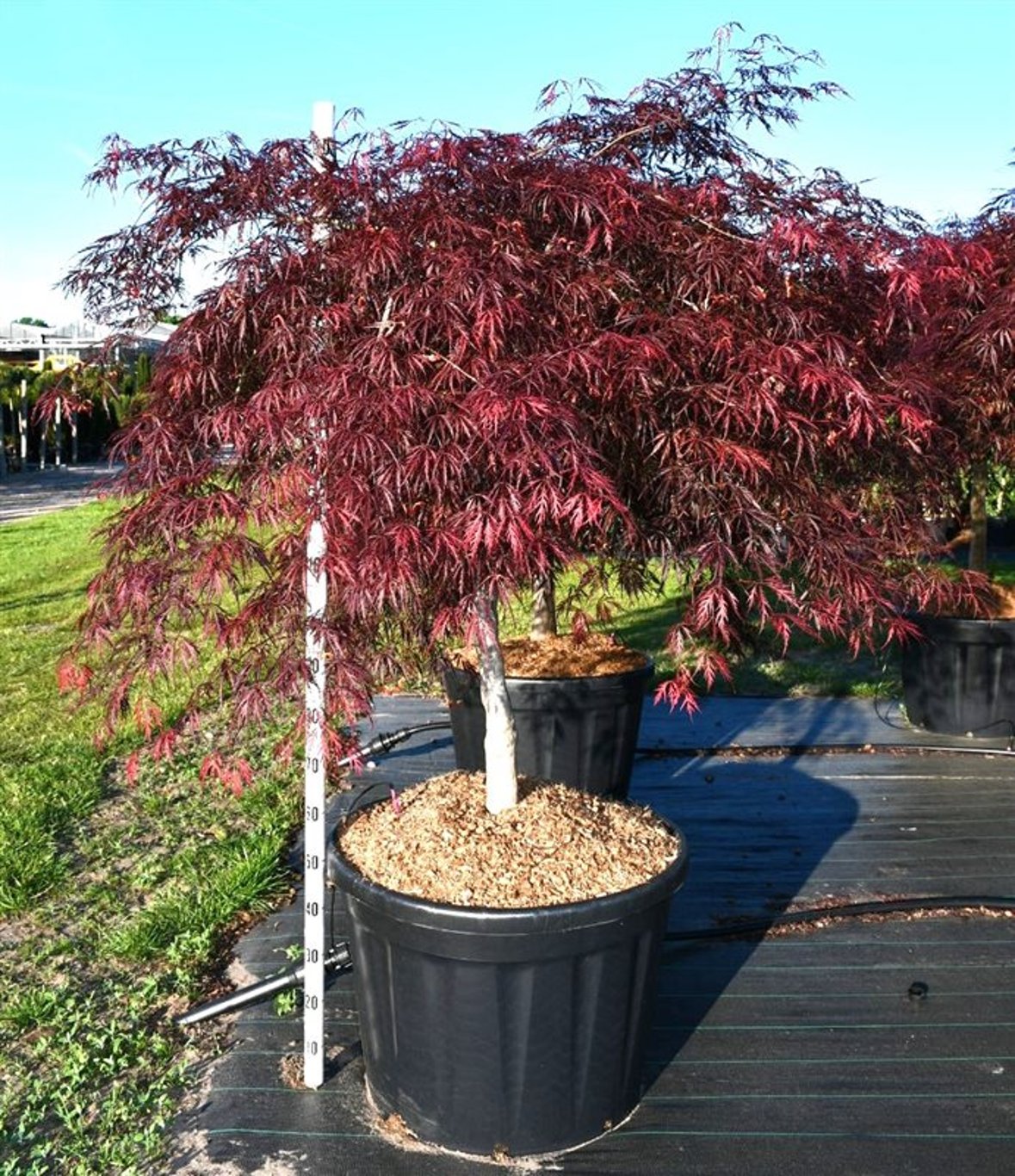 Acer pal. 'Inaba-shidare' - 80 CM Stem Cont.